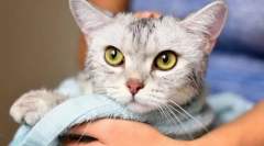 Чому неможливо мити кішки?